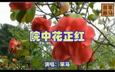 [图]【翻唱】院中花正红