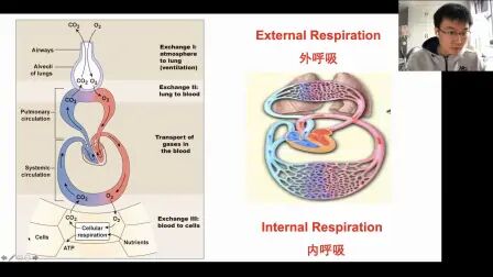 [图]生理学III 呼吸 下