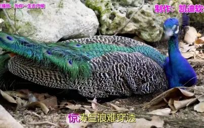 [图]经典老歌曲500首下载《为你一生去守候》