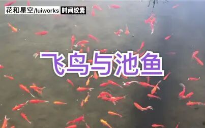 [图]花和星空-时间胶囊/飞鸟 池鱼 还有寺庙