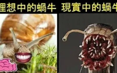 [图]5个动物不为人知的一面 脑补给