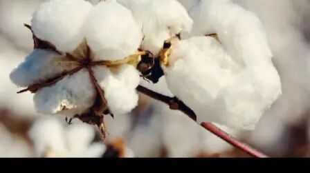 [图]我们棉花这么火 弹棉花歌 四合一