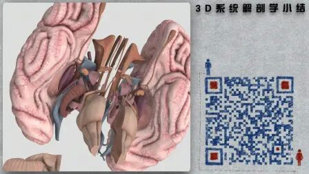 [图]3D系统解剖学 小结