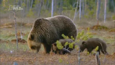 [图]【国家地理】北欧野生风情录