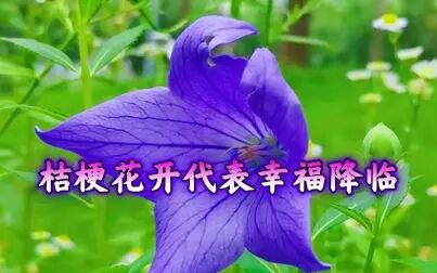 [图]【桔梗花】花语 永恒的爱和无望的爱