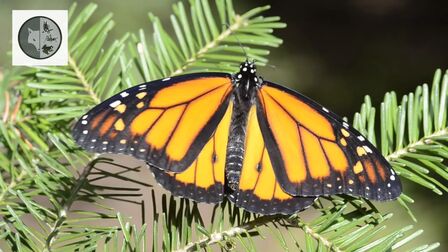 [图]The life of Monarch Butterfly