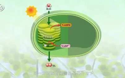 [图]【生物动画】光合作用的过程