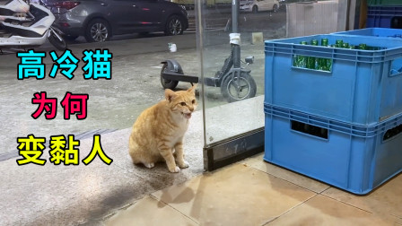 [图]独来独往的流浪猫,变得温顺黏人,主动上门求收养,原来它怀孕了