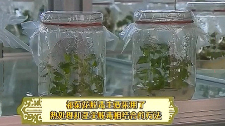 [图]种植菊花时,多采用脱毒技术来培育种苗,可有效增加菊花的产量