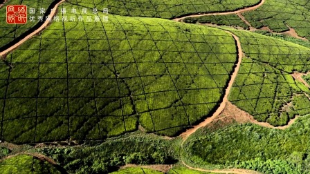 [图]一叶茶千夜话