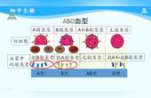 [图]输血和血型