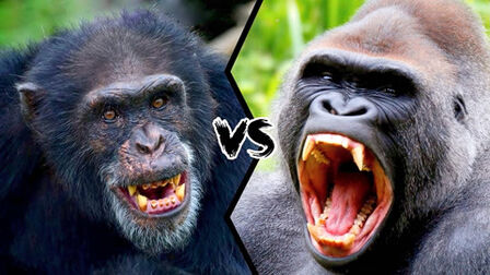 [图]大猩猩和黑猩猩谁更强?这是肌肉与智慧的较量,谁的进化更成功?