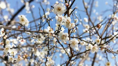 [图]白桃花