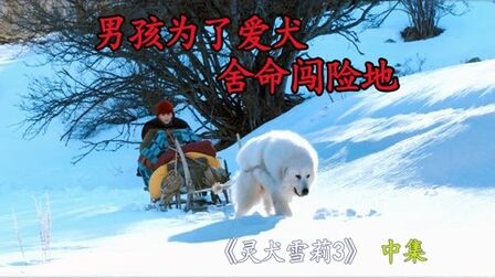 [图]男孩为了雪莉,远离家乡,遇险被灵犬所救!