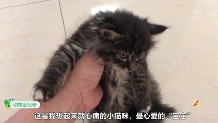 [图]谨以此片纪念离我而去、我最心爱的小猫宝宝,愿它在天堂永无病痛