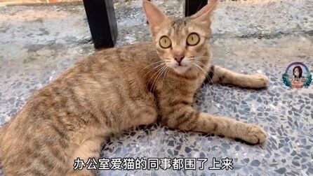 [图]我和流浪猫的故事