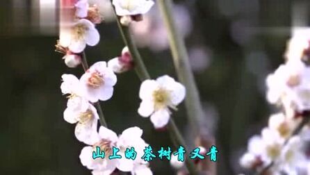 [图]谢采妘一首经典情歌《茶山姑娘》好听极了