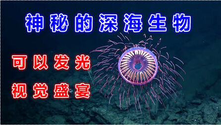 [图]神秘的海洋生物:就像深海中挂满了“霓虹灯”视觉上的盛宴