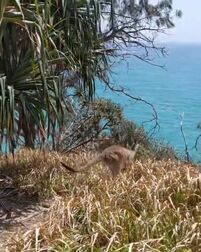 [图]在澳大利亚昆士兰州北史翠布鲁克岛 (North Stradbroke),每一天都...