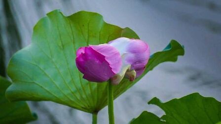 [图]【辽宁锦州荷花淀里盛开并蒂莲】在辽宁锦州小凌河上有一处精致小...