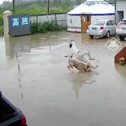 [图]【“飞来横犬”!#男子出门被自家狗飞铲撞倒#】7月9号,浙江湖州,...