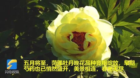 [图]#齐赏好景# #山东人游山东# 【芳华盛宴!菏泽牡丹芍药次第盛开,美...