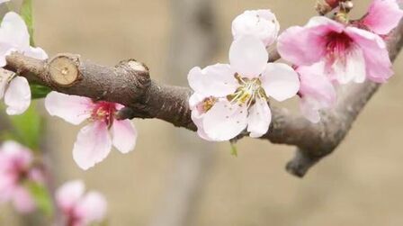 [图]黑鸭子演唱的《桃花谣》真是“余音绕梁,三日不绝”,太好听了!