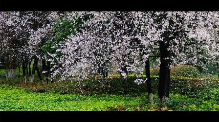 [图]音乐好听|春雨江南,鸟语花香,紫李花开,白鹭飞翔。