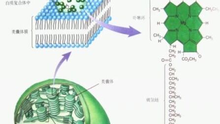 [图]光合作用过程