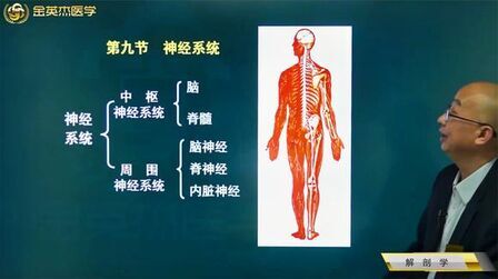 [图]临床中枢01解剖学09神经系统:中枢神经系统、周围神经系统的组成