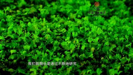 [图]苍南:珍稀濒危植物笔筒树回归野外