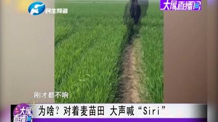 [图]为啥?对着麦苗田 大声喊“Siri”