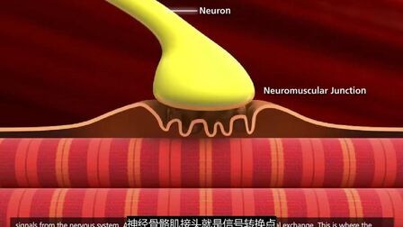 [图]「3D演示」肌肉收缩原理