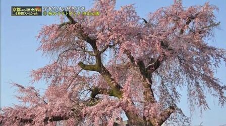 [图]【纪录片】京都历史探访之樱满开