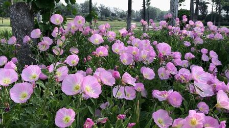 [图]春有百花