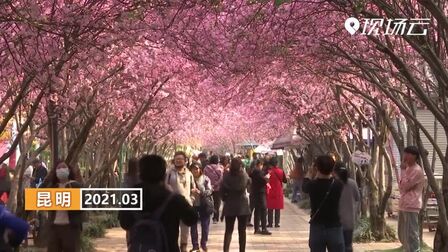 [图]昆明:满园春色关不住 繁花似锦海棠俏