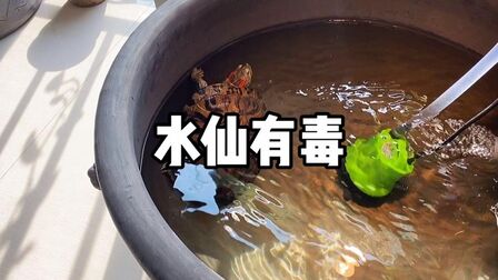 [图]水仙花有毒