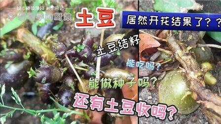 [图]土豆居然也会开花结果!土豆结籽能吃吗?能做种子吗?还有土豆收吗?