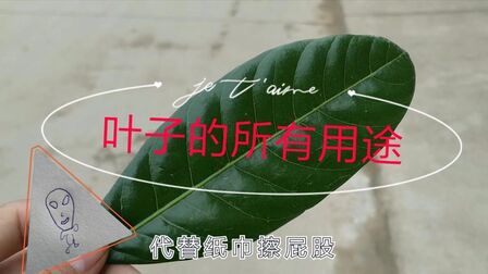 [图]创新思维训练:说出叶子的所有用途,除了擦屁股还能做什么?