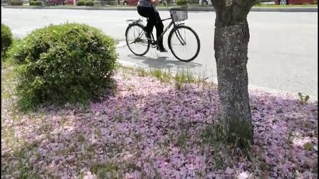 [图]一不小心邂逅落花时节