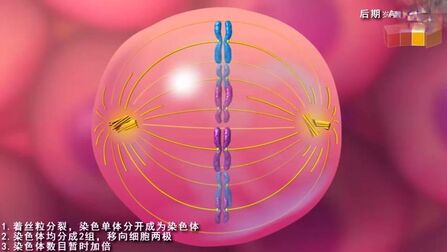 [图]有丝分裂动画演示