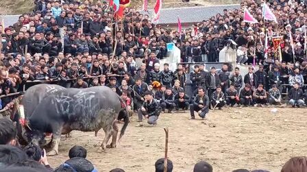 [图]#牛气冲天 #斗牛视频 #感谢支持感谢关注 #喜欢的留下小爱心