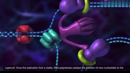 [图]DNA复制的过程