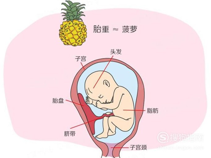 怀孕七个月胎儿图