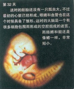 10胚胎发育:第40天,胚胎的形状看起来与其他动物没有两样,还有一条