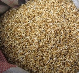 如何处理水稻种子