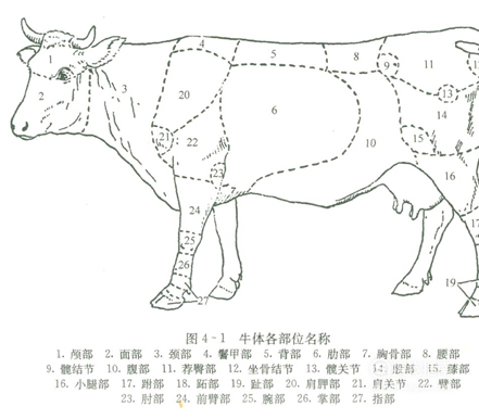 牛身上各部位肉名称食材解析