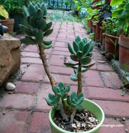 多肉植物青星美人老桩图片