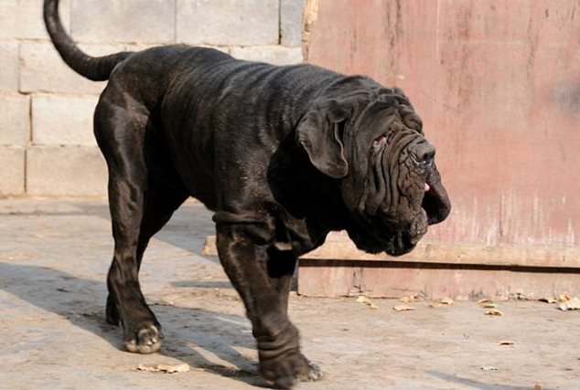 世界十大最凶猛狗 比特犬最凶猛,藏獒仅列第五