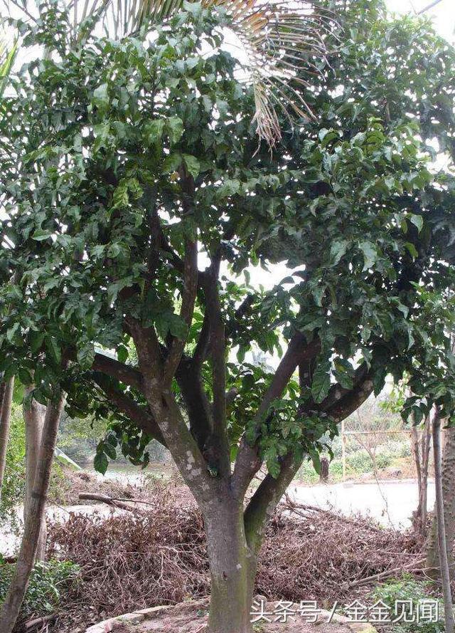 黄皮果,多年生植物,新种植的黄皮果树三年左右就能结果.